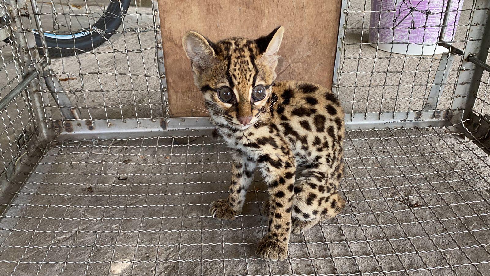 Divulgação / BPA Gato-maracajá