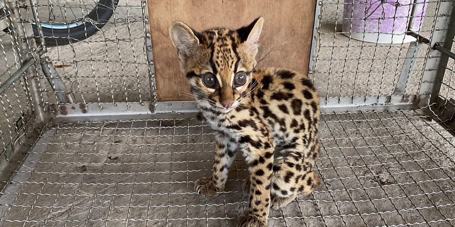 Divulgação / BPA Divulgação / BPA Gato-maracajá