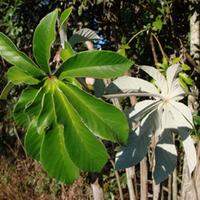 O chá de embaúba utiliza as folhas desta planta, porém os frutos da mesma também são muito nutritivos e saudáveis
