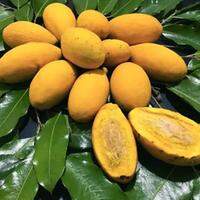 Pouco conhecida, o Oiti é uma fruta utilizada para sombreamento de ruas, praças e pode ser encontrada nos estados da região norte e nordeste