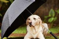 Fique atento às doenças que podem acometer o seu animal no período chuvoso