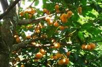 O nome da fruta “bacuripari” é de origem tupi e significa “fruta da cerca”