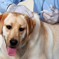 Nos cães, a doença se manifesta principalmente em animais de meia idade, idosos e nas fêmeas
