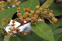 A floração da Mutamba ocorre em diversos períodos do ano