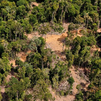 O Pará lidera o ranking dos estados que fazem parte da Amazônia como o que mais teve alerta de desmatamento entre 2019 e 2021