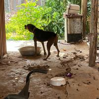 O cachorro vivia em um ambiente insalubre e sem os cuidados necessários, em Paragominas