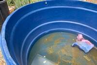 Caixas d'água sujas e descobertas: risco para a proliferação dos mosquitos