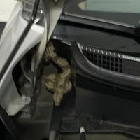Cobra no interior do carro dá susto em condutora de veículo em Belém