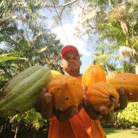 Cacau orgânico produzido na ilha do Combu, em Belém, se tornou atrativo para geração de renda na comunidade