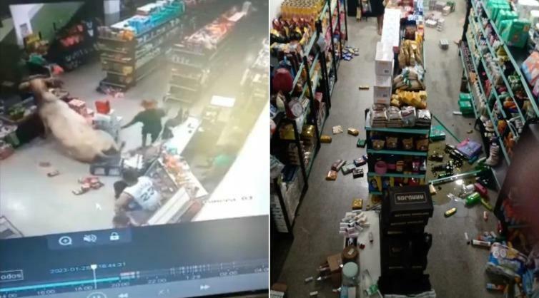 Boi invade mercearia, dribla moradores e policiais e destrói parte do estabelecimento; vídeo | Brasil | O Liberal
