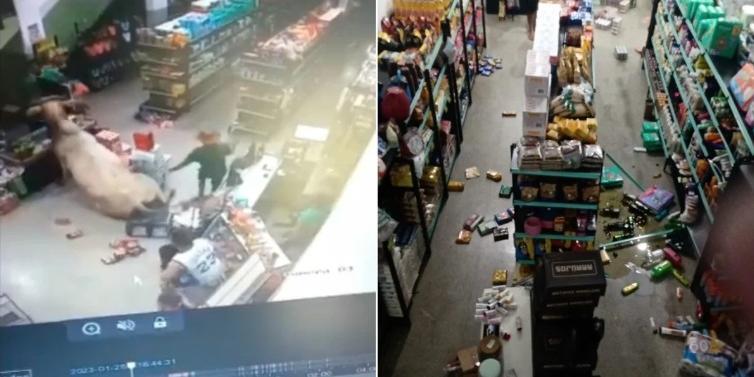 Boi invade mercearia, dribla moradores e policiais e destrói parte do estabelecimento; vídeo | Brasil | O Liberal