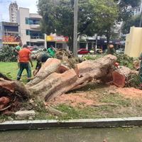 Uma árvore caiu na praça da Bandeira, em frente ao colégio estadual Paes de Carvalho, no bairro da Campina, em Belém