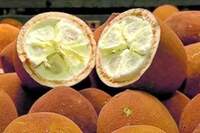 Uma dica na hora de escolher o cupuaçú é ficar atento se o mesmo apresenta o odor característico forte da fruta