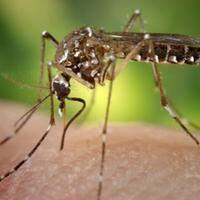 Município de Castanhal no combate à dengue e outras viroses típicas do inverno amazônico