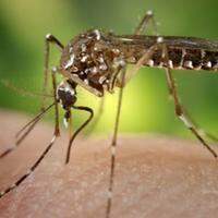 Dengue