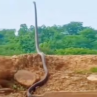 O agente florestal explicou que a serpente, quando confrontada, pode levantar até um terço do corpo no chão