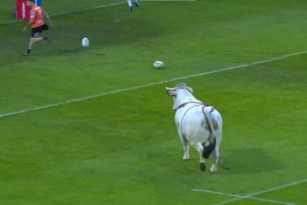 Touro invade campo durante partida de rugby na França; veja