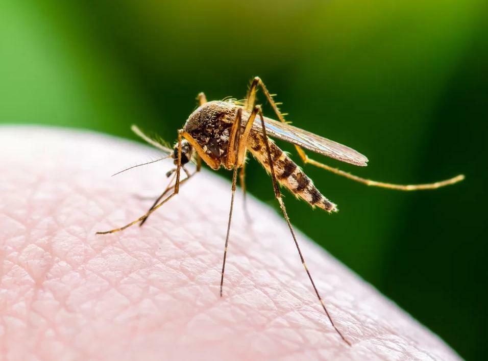 Homens atraem mais mosquitos? Estudo explica por que algumas pessoas são mais picadas - QTU Questões do Universo
