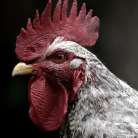 Ministério da Agricultura diz que a doença não é transmitida pelo consumo de carne de aves e nem de ovos