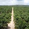 Empresa atua no cultivo da palma de óleo e na geração de energia elétrica renovável