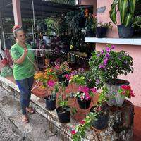 Para a Cleiciane Monteiro, dona de uma floricultura, o calor e as baixas temperaturas têm afetado a saúde das plantas que vende, até mesmo aquelas que são mais resistentes ao Sol.