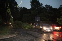 Queda de árvore atrapalhou o trânsito na Rua da Marinha, bairro da Marambaia.