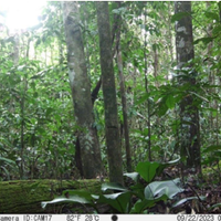 Macaco-prego-kaapori foi encontrado em Tailândia, no nordeste do Pará