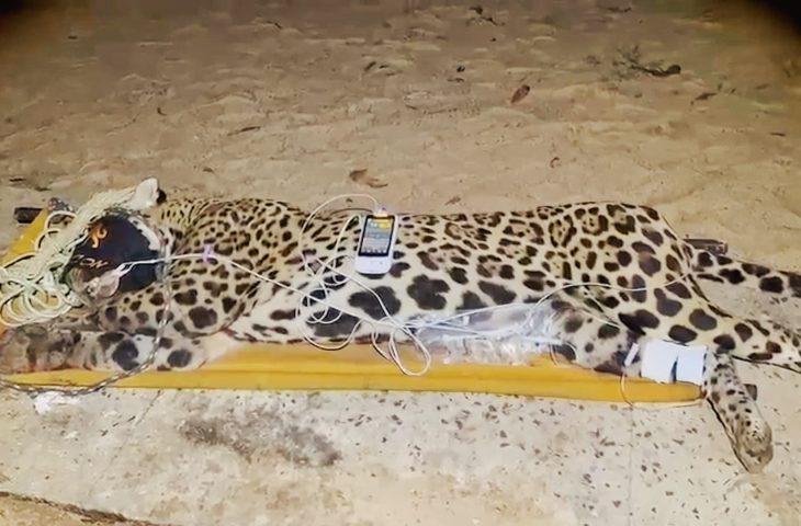 Onça Pintada Que Atacou E Matou Caseiro é Capturada No Pantanal