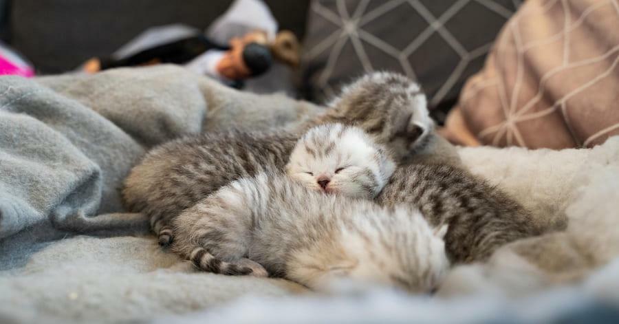 Por que a gata carrega os filhotes para outro lugar? Veja o que significa - Foto