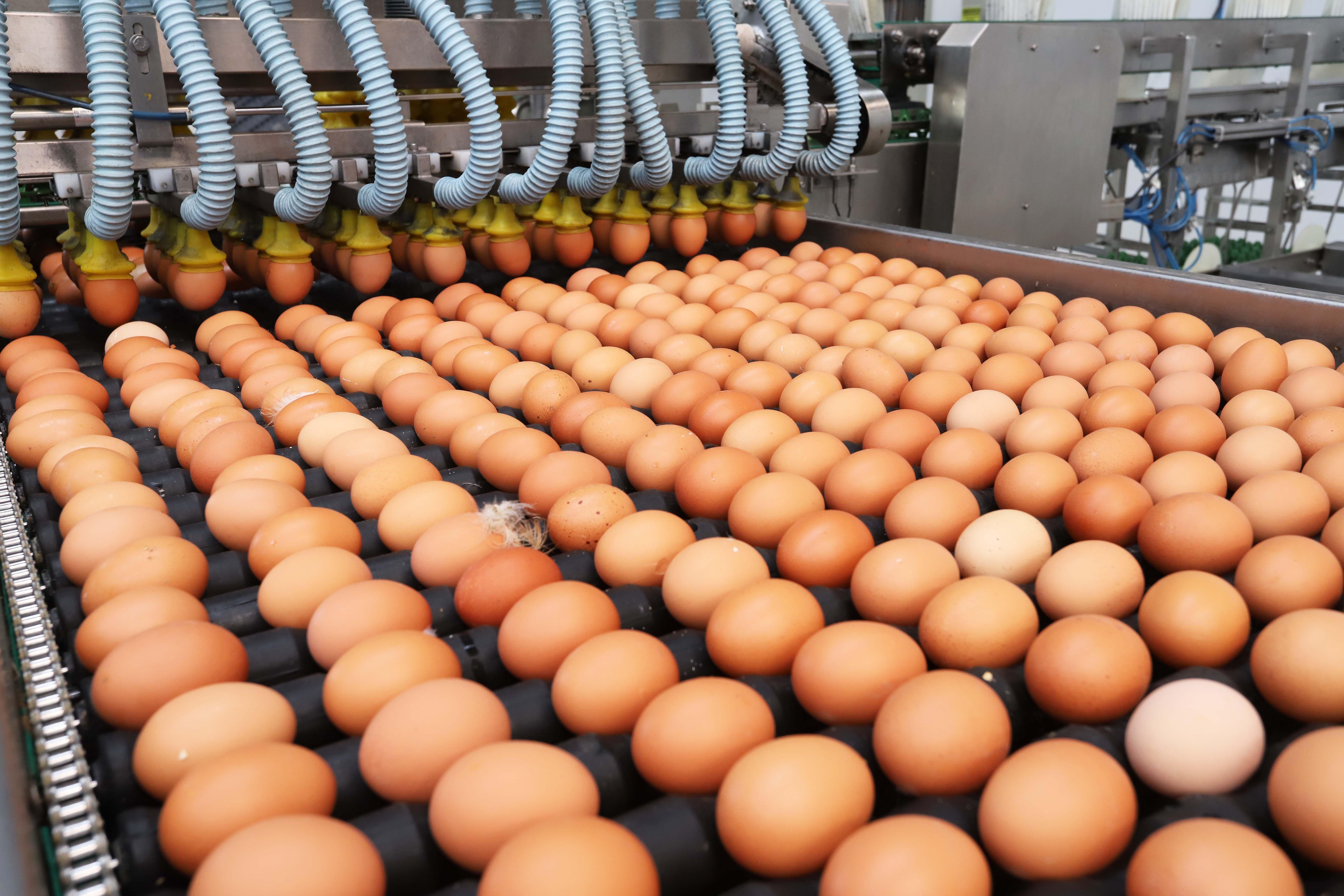 Gripe aviária: Paraná destrói mais de 10 milhões de ovos para proteger status sanitário