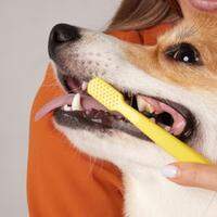 Saiba a importância da higiene e saúde bucal de pets e como realizar de maneira correta