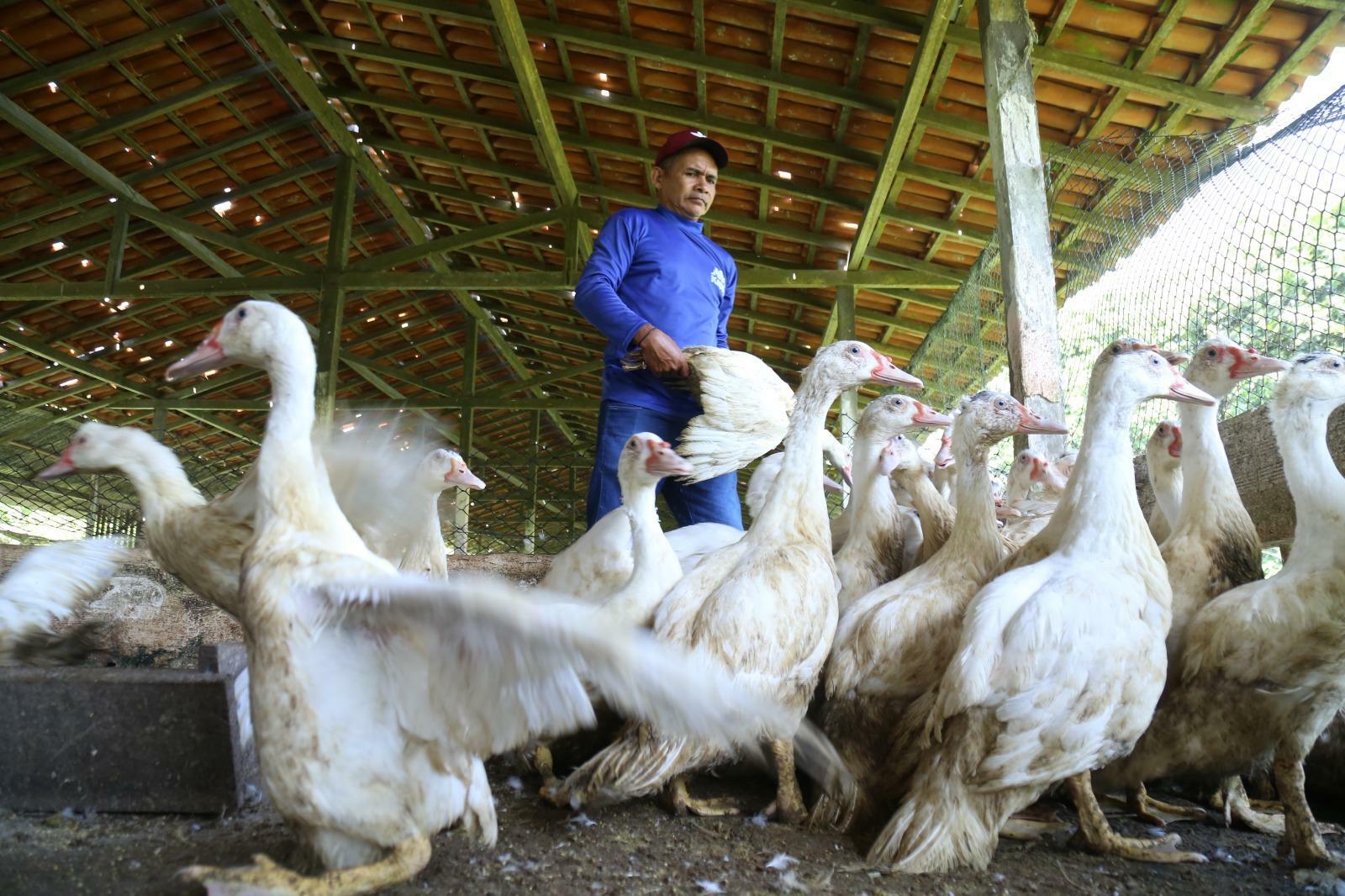 Criação de patos em Vigia.