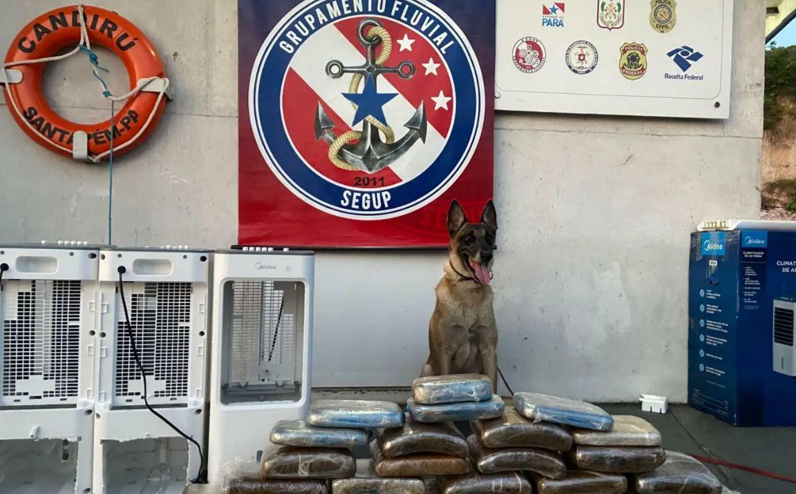 A imagem em destaque mostra o cão farejador Izu, que auxiliou os demais agentes na apreensão das drogas.