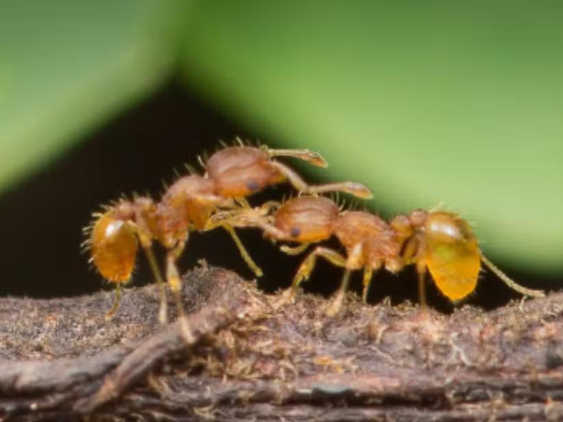Formiga-de-fogo pode causar alergia grave e até matar; conheça os riscos