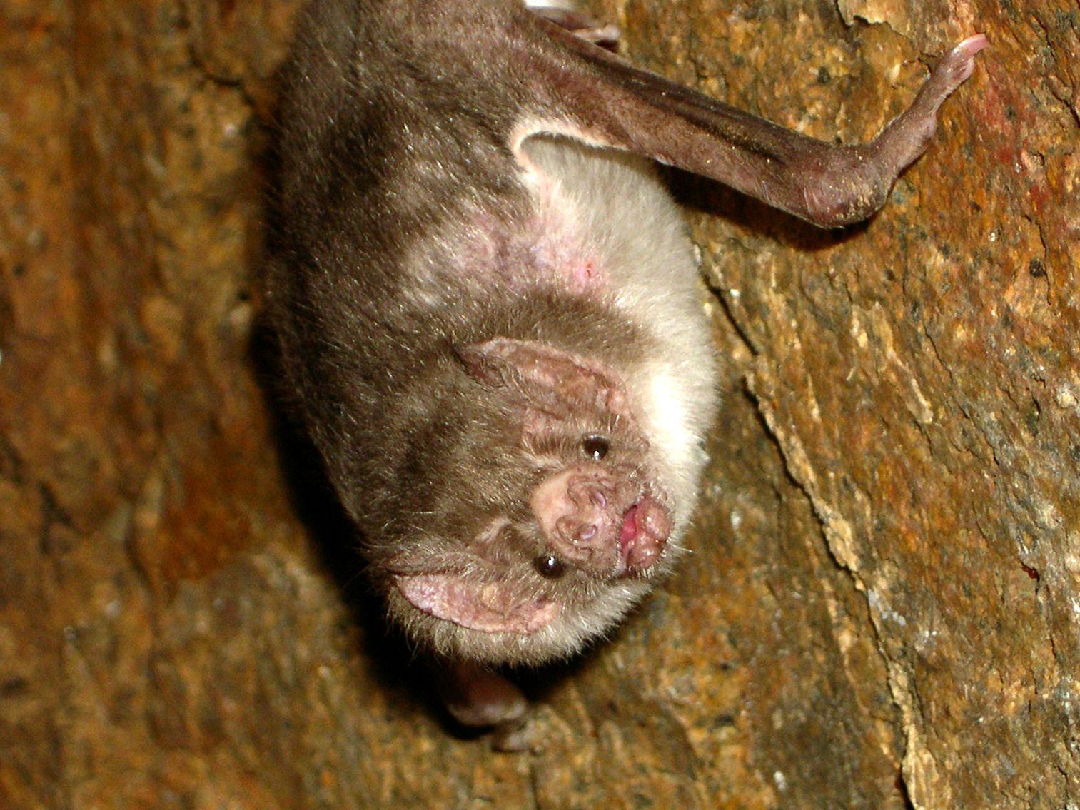 Morcego-vampiro (Desmodus rotundus) é uma das três espécies do mamífero que se alimentam de sangue