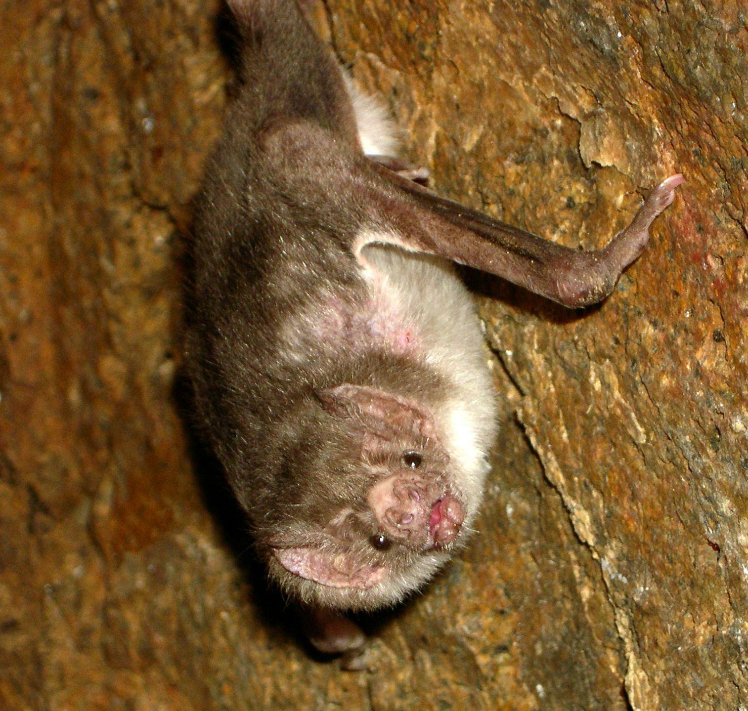 Morcego-vampiro (Desmodus rotundus) é uma das três espécies do mamífero que se alimentam de sangue