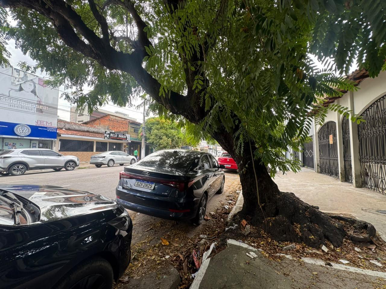 Árvore com risco de cair na Travessa Humaitá, bairro do Marco, em Belém