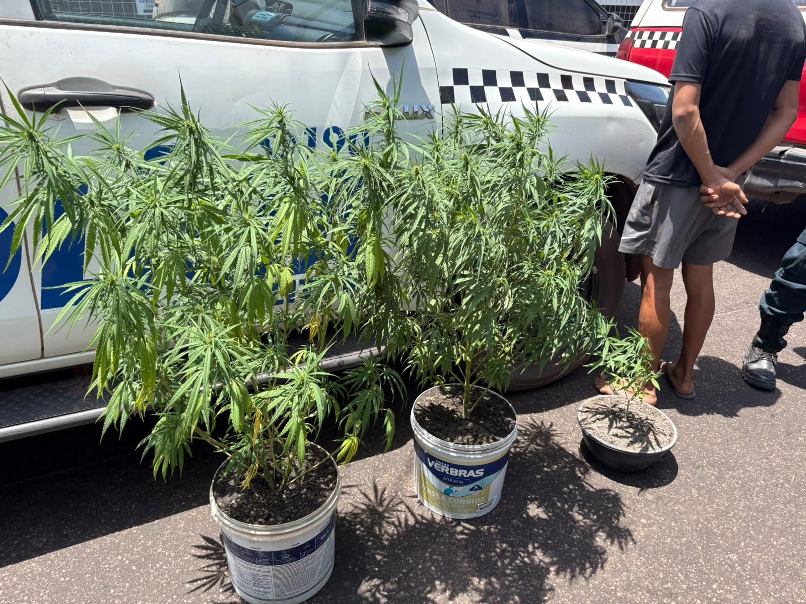 Polícia apreende três pés de maconha em residência no Marajó.
