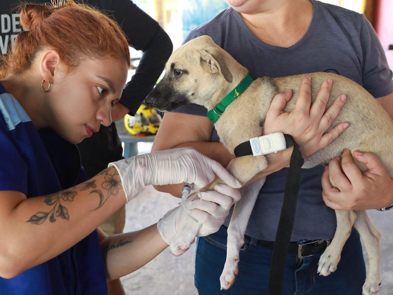 Vacina antirrábica gratuita em Belém: saiba onde vacinar cães e gatos