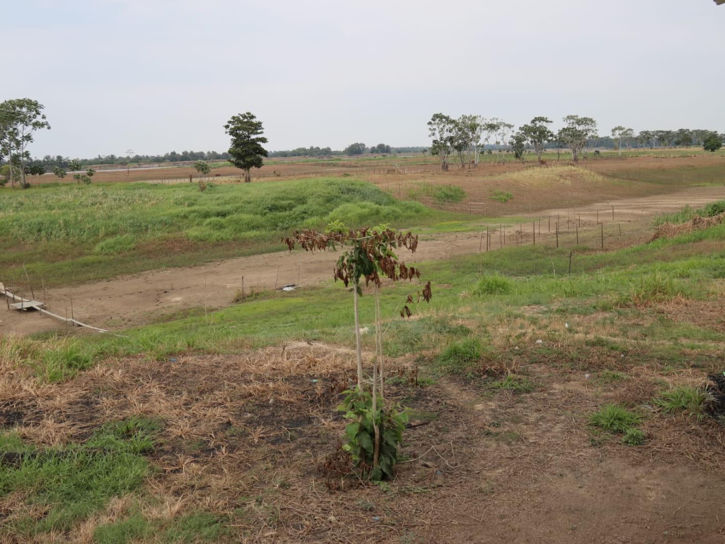 A imagem em destaque mostra uma área verde do município de Óbidos.