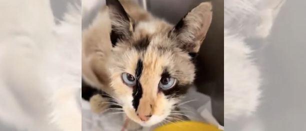 Motorista de aplicativo nega socorro a gata envenenada em estado grave