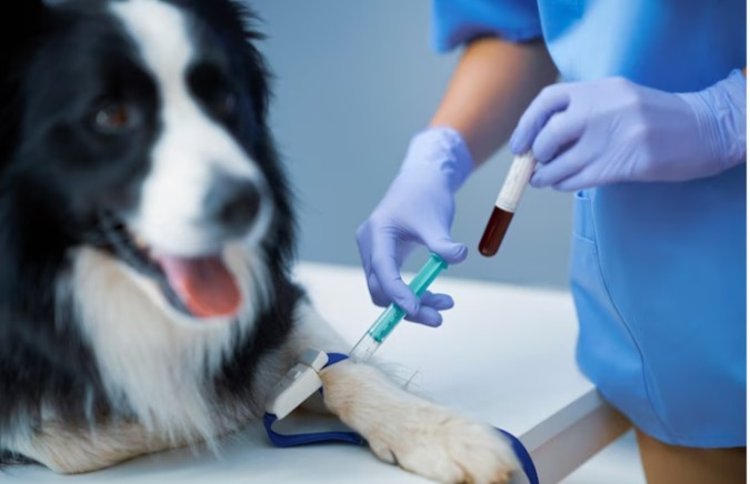 Doação de sangue para cães e gatos
