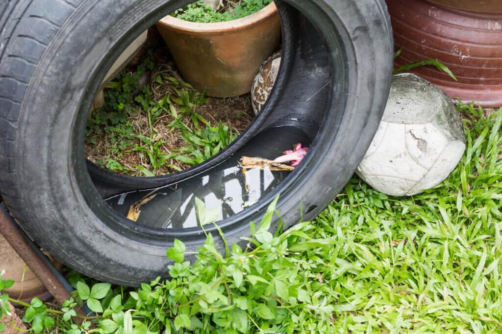 Belém registra mais de mil casos de confirmados de dengue em 2026.