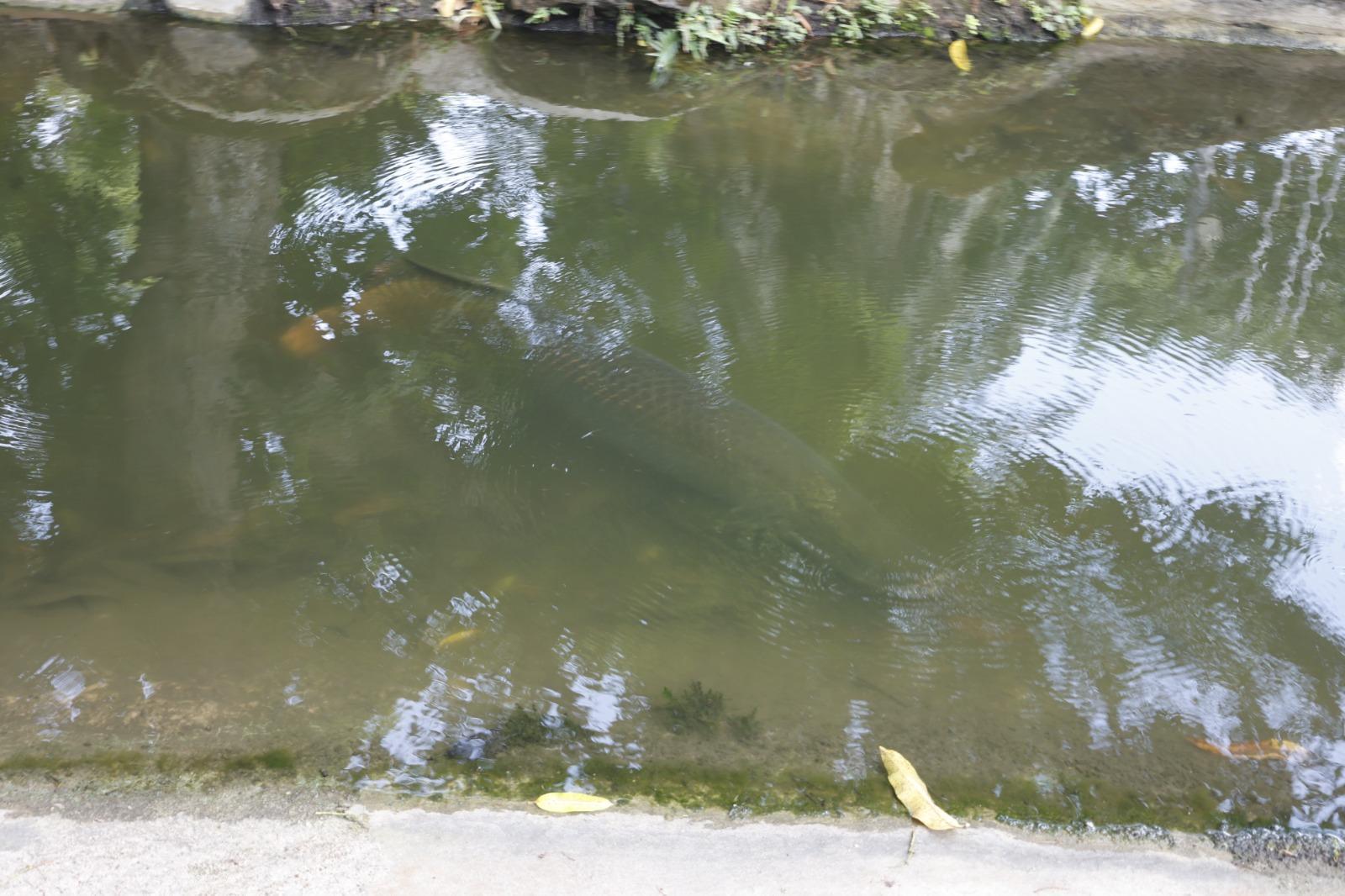 Vendedores e frequentadores relatam preocupação com alimentação de peixes na Praça Batista Campos