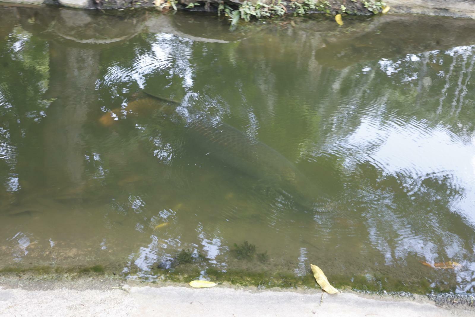 Vendedores e frequentadores relatam preocupação com alimentação de peixes na Praça Batista Campos