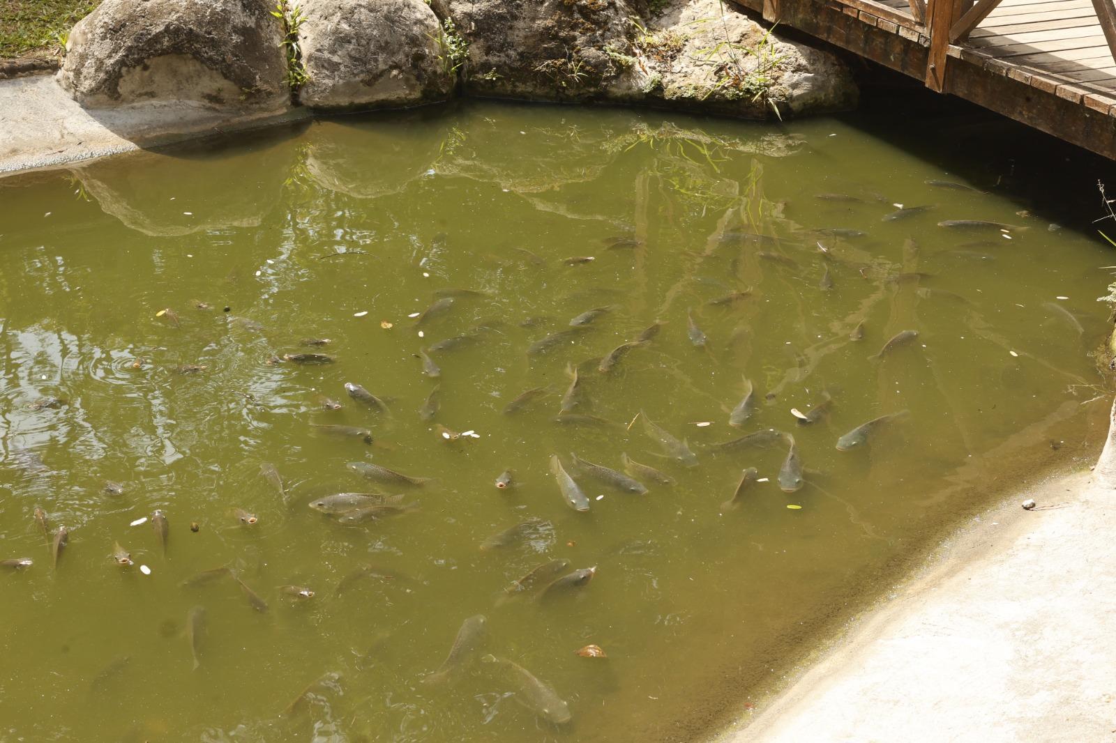 Quem passa pela Praça Batista Campos, em Belém, encontra lagos com peixes que fazem parte da paisagem do local e chamam a atenção de moradores e visitantes.
