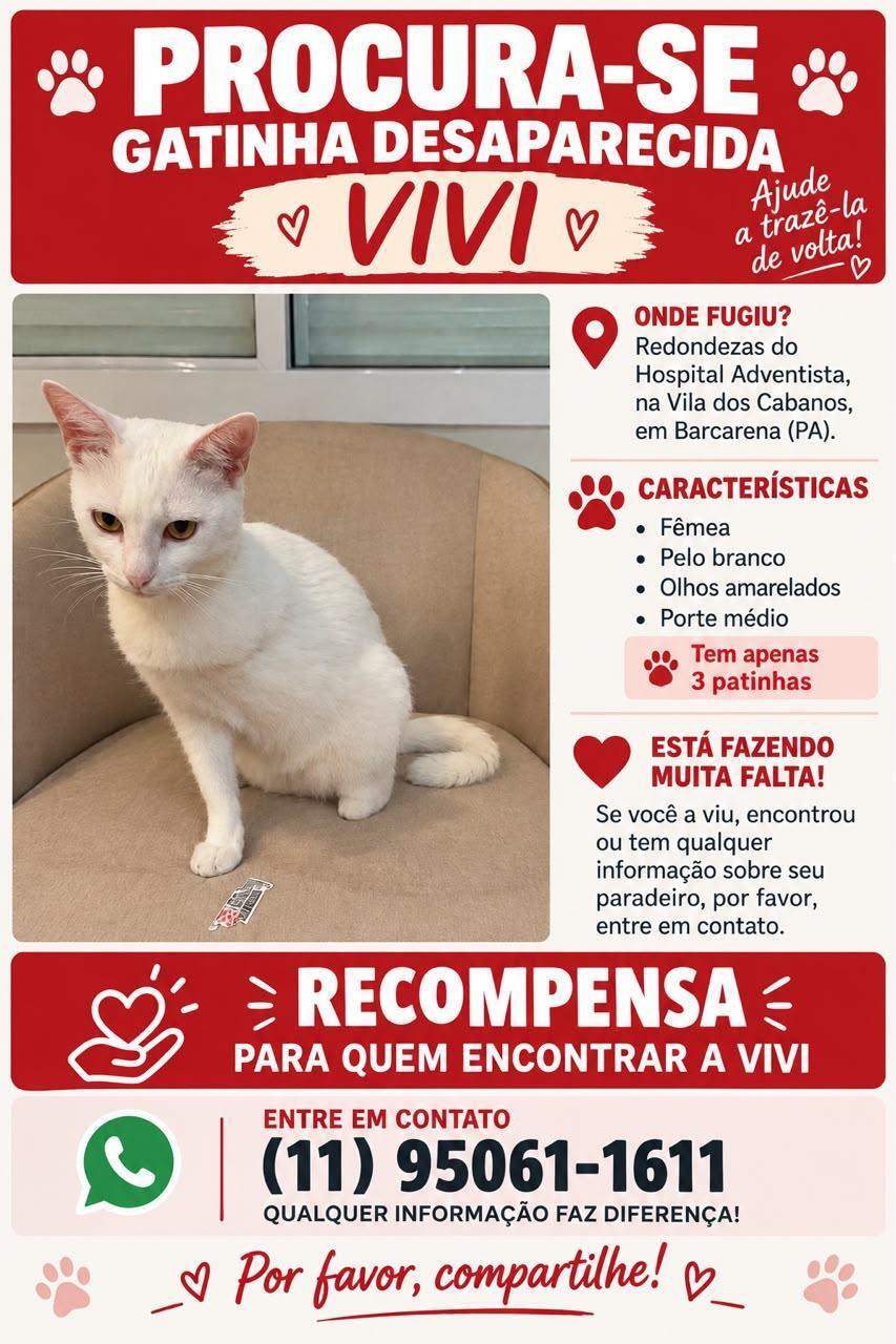 Família procura gatinha de três patas desaparecida em Barcarena.