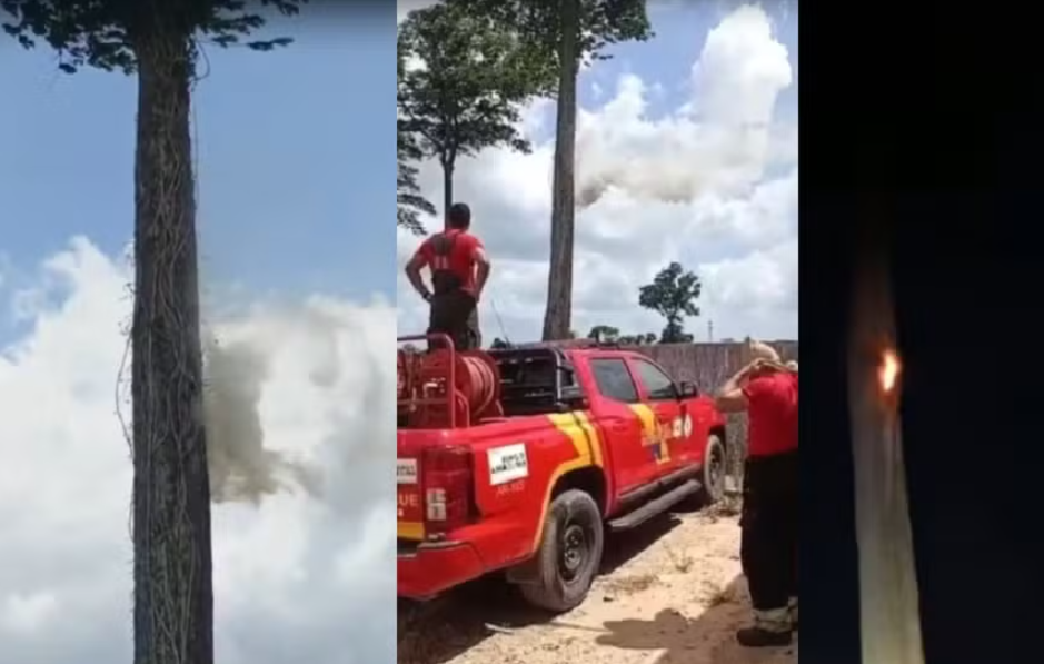Castanheira que soltava fumaça pelo tronco tomba em São Miguel do Guamá.