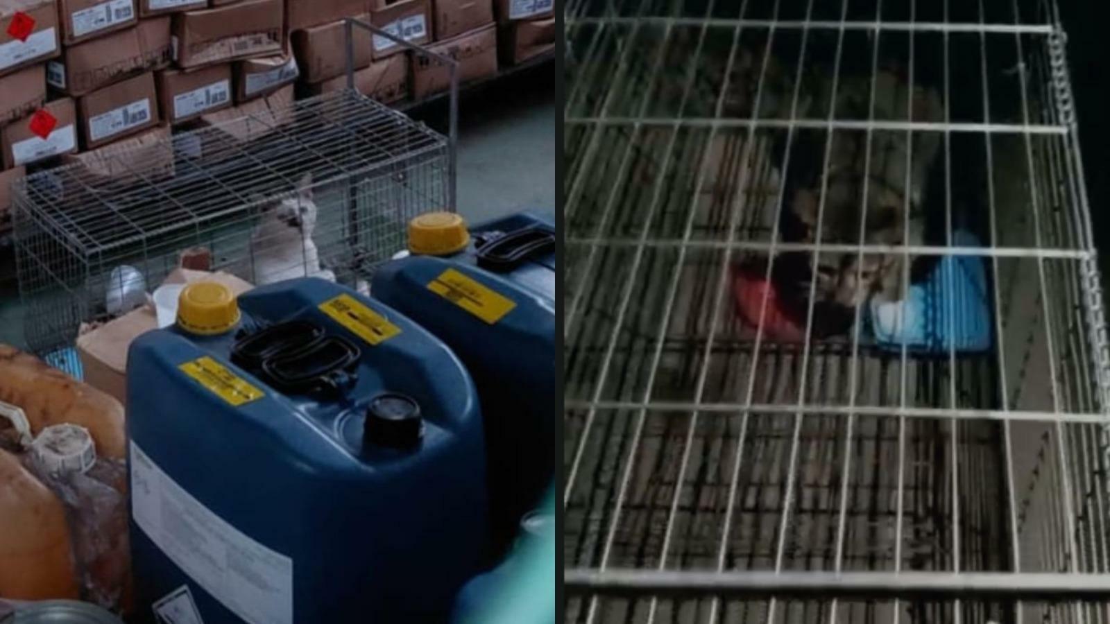 Denúncia aponta maus-tratos a gatos no Hospital Metropolitano