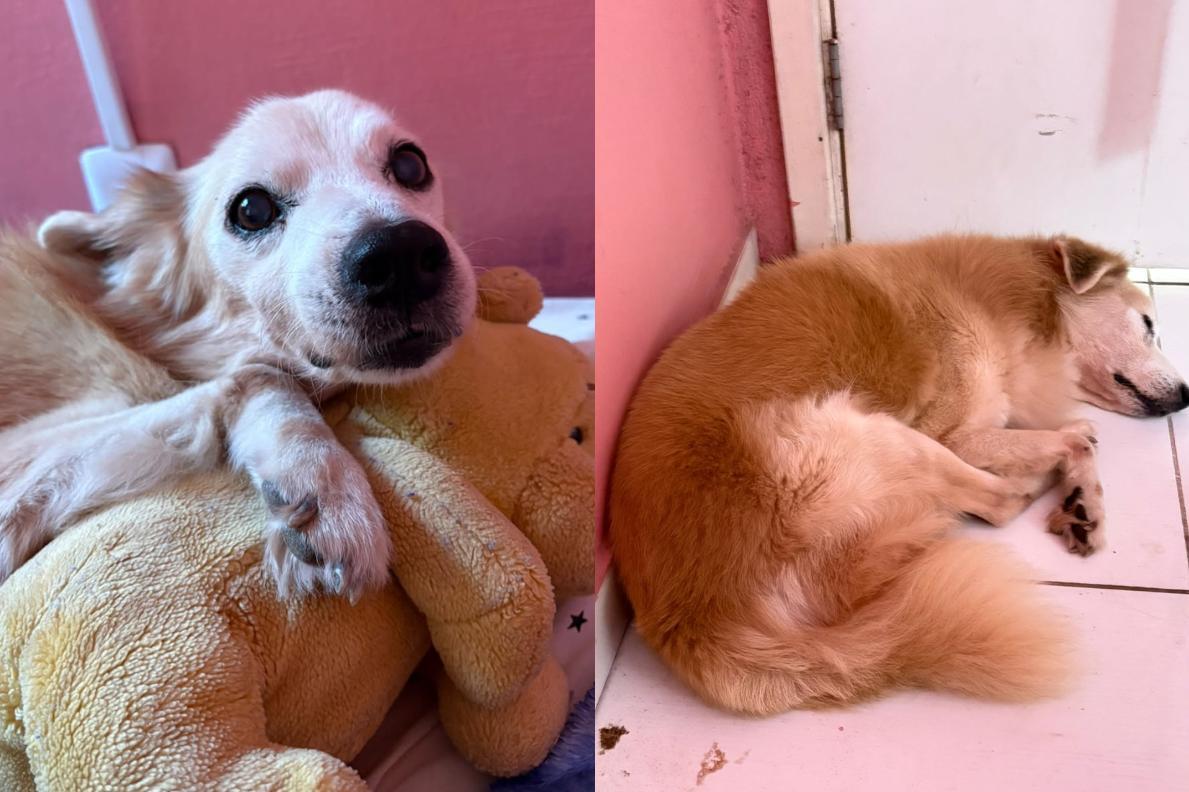 Família procura cachorro idoso desaparecido na Pedreira, em Belém. (Arquivo Pessoal)